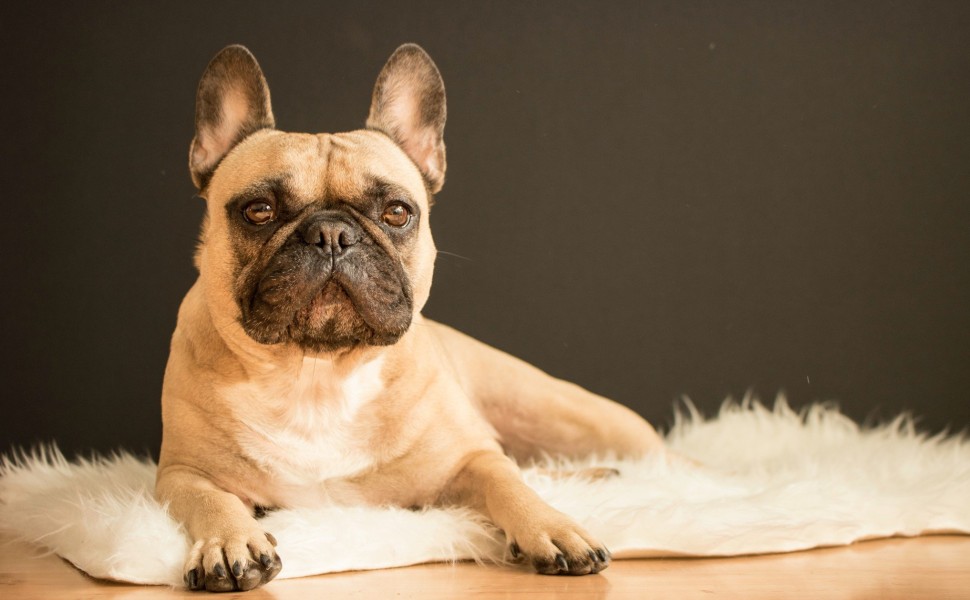 French bulldog /Unsplash