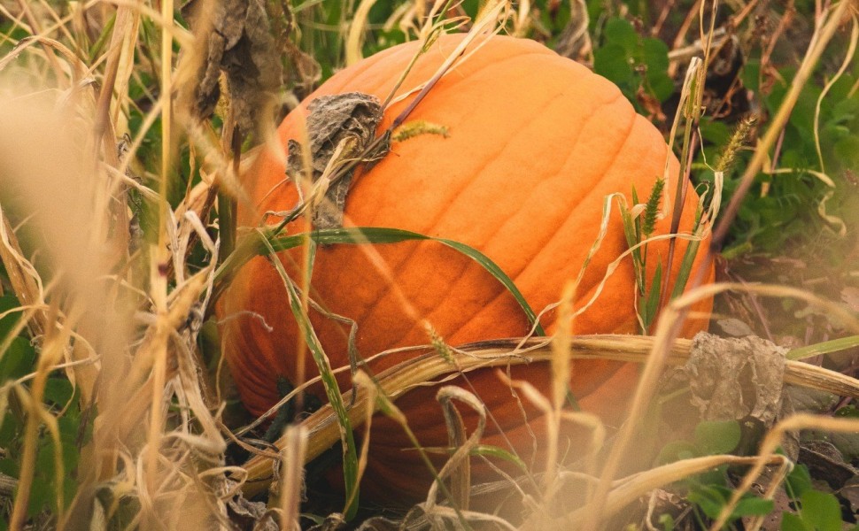 pumkin /Unsplash