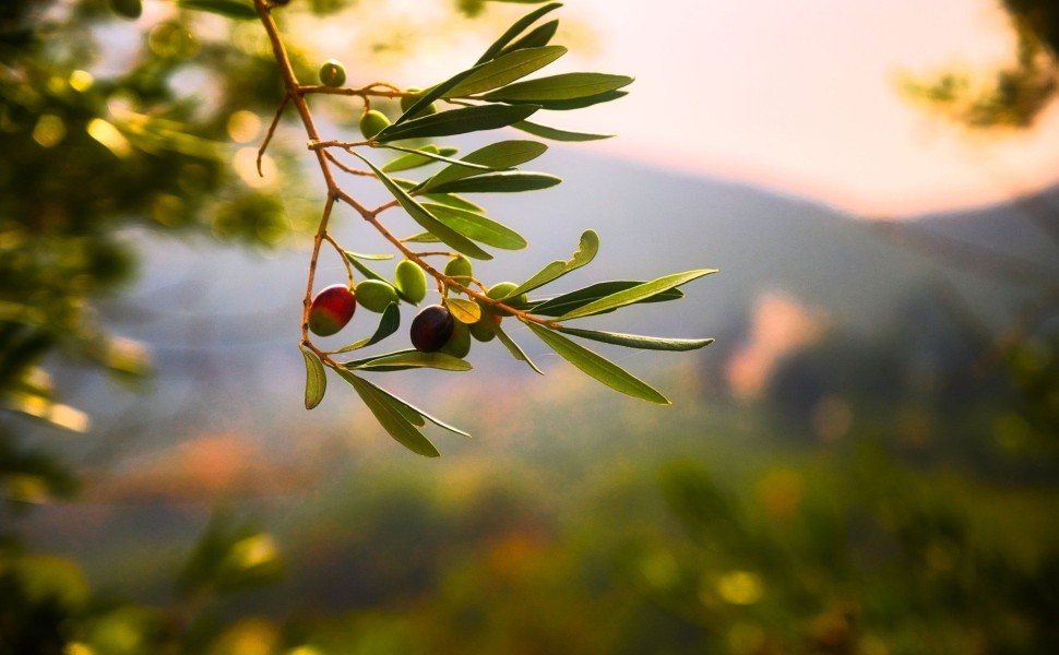 Κλαδί ελιάς / Unsplash