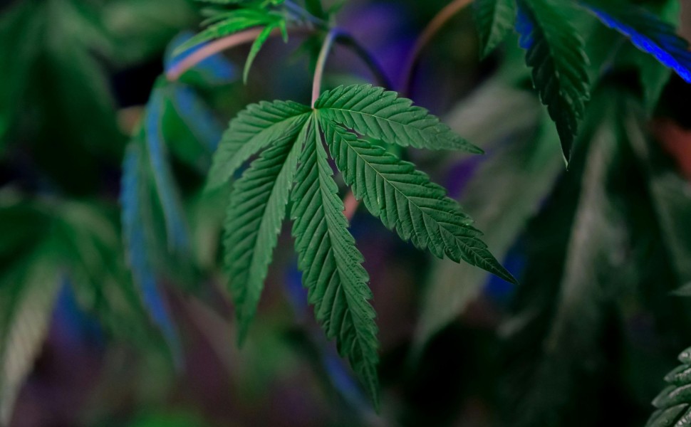 Cannabis sativa / Unsplash