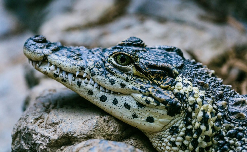 Φωτό αρχείου / Unsplash