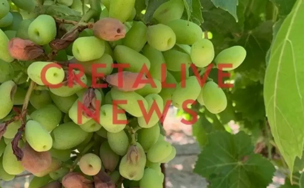 Cretalive News