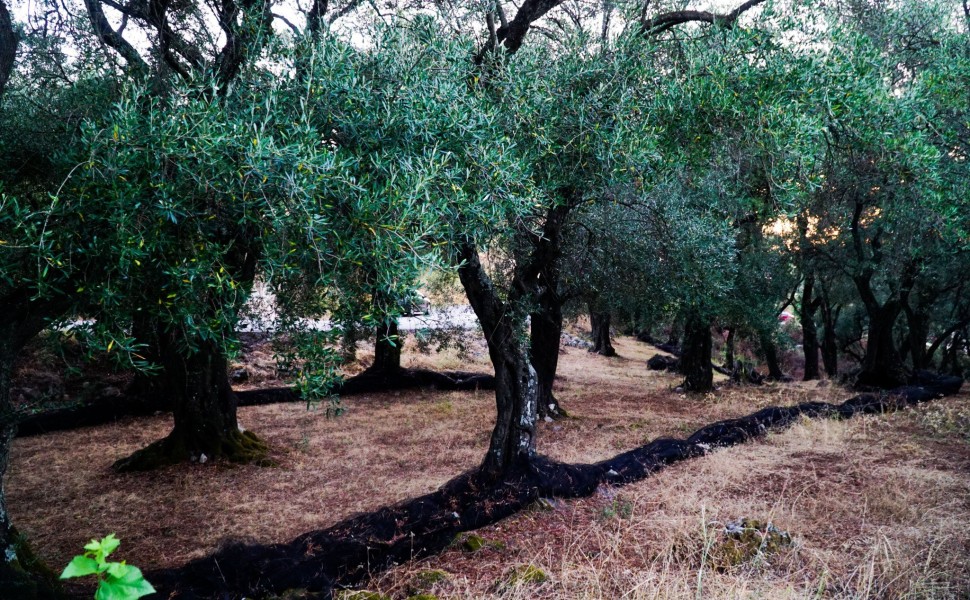 ελαιώνας στην Ελλάδα, φωτό αρχείο/Eurokinissi