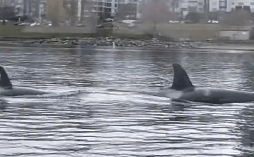 False Creek Ferries - Twitter